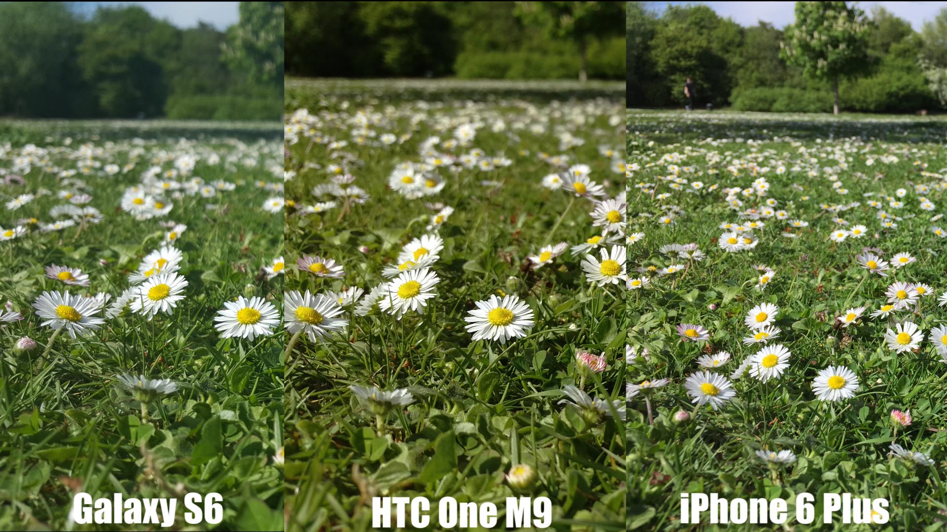 Kamera-Vergleich - Blumen Makro