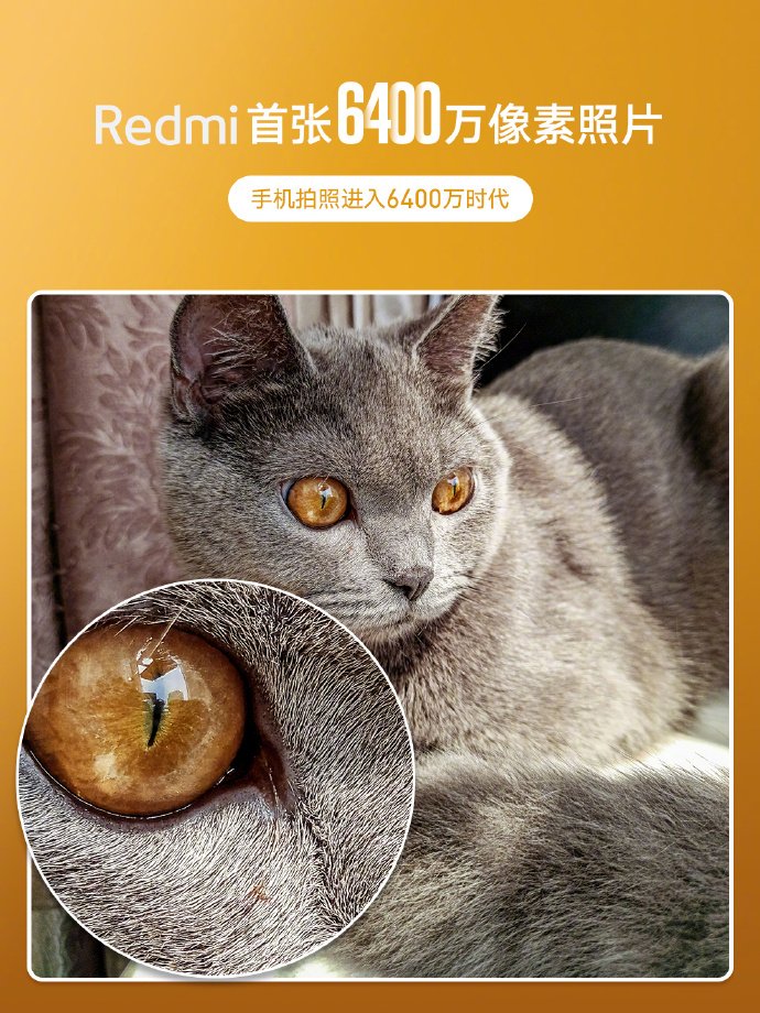 Xiaomi Redmi mit 64 MP Beispielbild mit Katze